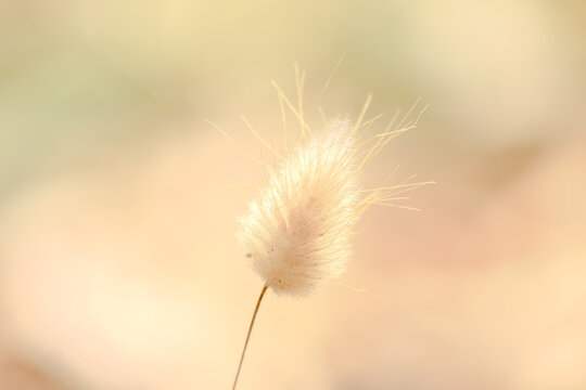 dandelion seed head