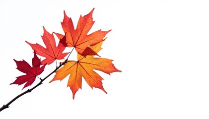 Red and orange autumn leaves on a lone branch isolated on white background, branches, orange