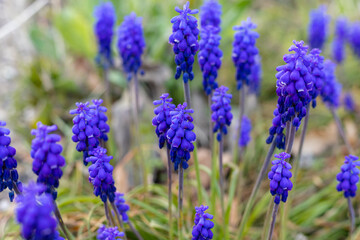 Obraz premium Purple grape hyacinths. Blue primroses in the garden. Blue Spring Flowers