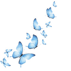 blue butterfly on a white background