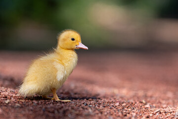 Ein niedliches Entenküken der Hausente (Anas platyrhynchos domesticus) sitzt allein am Boden. Das kleine Küken strahlt Unschuld und Natürlichkeit aus und ist ein Symbol für neues Leben.