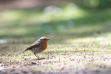 Ein kleines Rotkehlchen (Erithacus rubecula) sitzt am Boden in natürlicher Umgebung. Der Vogel symbolisiert Ruhe und die Schönheit der Natur und fügt sich harmonisch in die Landschaft ein.