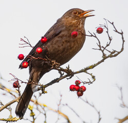 Singende Amsel im Beerenstrauch