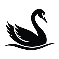 black swan on white background