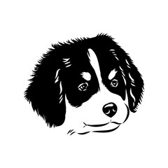 Bernese mountain dog - isolated vector illustration