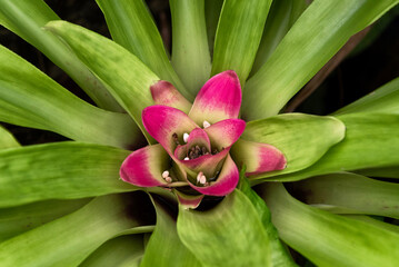 Bromelia with pink flower