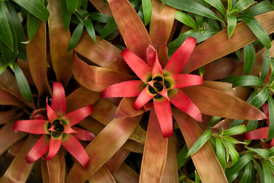 Bromelias Nidularium atalaiaense