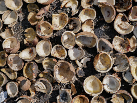 dried peeled coconut. coconut oil making process. copra