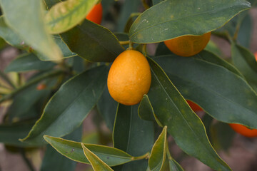 ripe small little oranges on tree in garden, close-up of a beautiful orange tree with green oranges, fruit hanging on a plant in garden, Close-up of small little ripe oranges hanging on a tree closeup