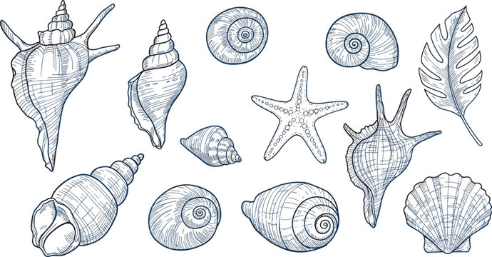 Set of hand drawn seashells drawing ink. Minimalist line art. Summer vacation design elements for trendy prints, label, menu cover.