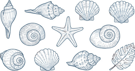 Set of hand drawn seashells drawing ink. Minimalist line art. Summer vacation design elements for trendy prints, label, menu cover. 