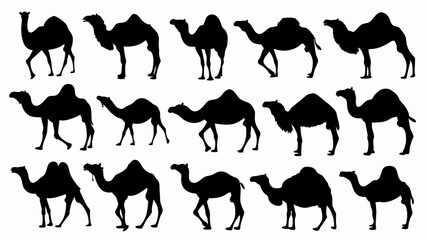 set of camel silhouette vector