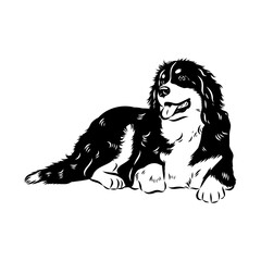 Bernese mountain dog - isolated vector illustration