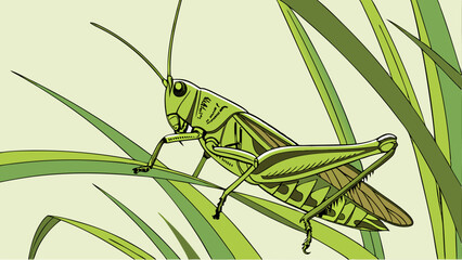 grasshopper on a leaf