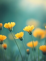 Bright Yellow Flowers Blooming in Field Under Soft Sunlight