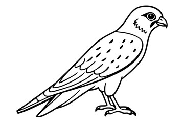 Graceful Kestrel Drawing