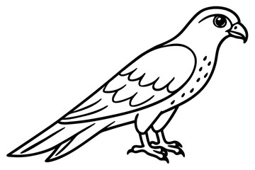 Graceful Kestrel Drawing