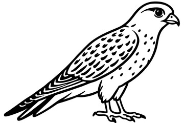 Graceful Kestrel Drawing
