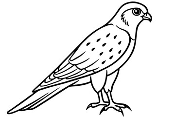 Graceful Kestrel Drawing