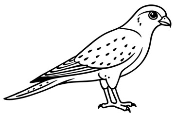 Graceful Kestrel Drawing