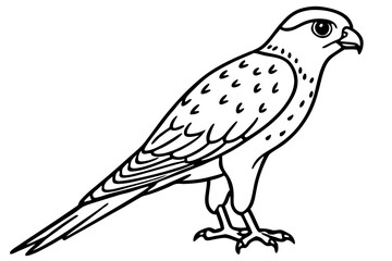 Graceful Kestrel Drawing