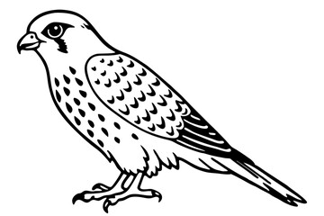 Graceful Kestrel Drawing