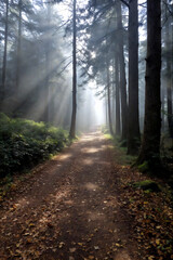 Fototapeta premium A misty forest path with sunlight filtering through the trees