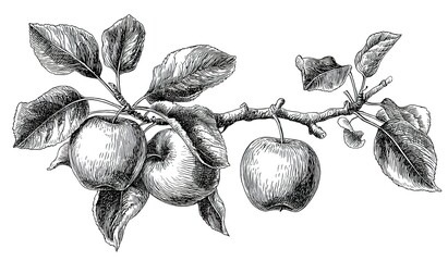 Black-and-white line drawing of an apple tree branch with three apples and detailed leaves, botanical illustration style, precise ink strokes, high-contrast shading, minimalist composition.
