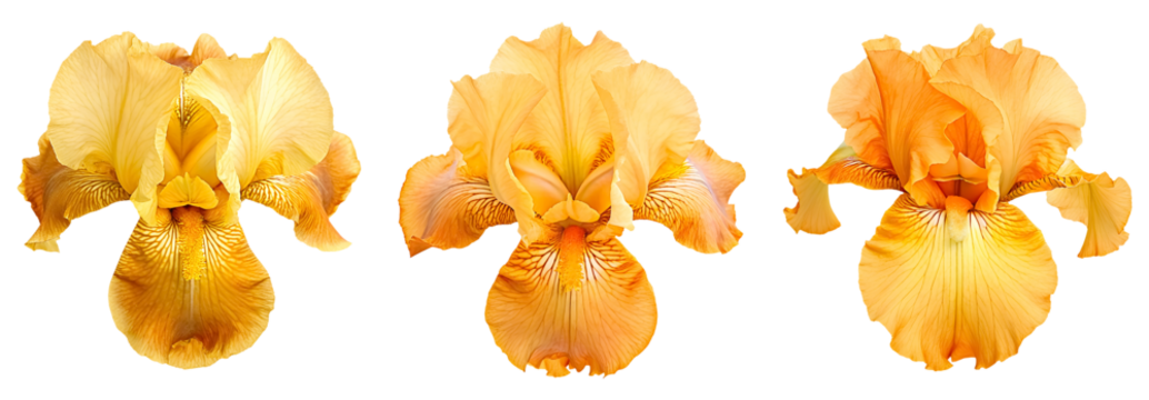Set of yellow bud iris flower, blooming bud, isolated on transparent background, cutout png.