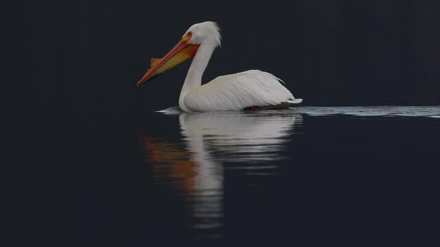 American white pelican (Pelecanus erythrorhynchos) with breeding caruncle glides across still lake water in low morning light in Lassen County, California.  Slow motion.