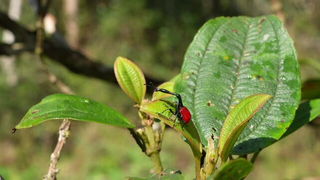 Endemic Giraffe weevil (Trachelophorus giraffa) standing on green leaves in tropical Madagascar forest