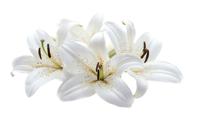 Delicate White Lilies Representing Purity Isolate on Transparent Background, cutout, png