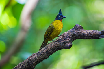 Black-crested Bulbul, on the  tree branch.