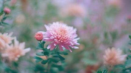 Obraz premium A close-up of an elegant chrysanthemum with soft purple petals in a subtle pink and yellow hue accentuates the delicate beauty of the flower, centered on one side of the picture.
