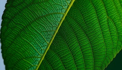 Fototapeta premium Close Up View Of Lush Green Leaf