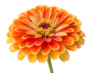 Isolated orange dahlia flower blossom, a floral beauty