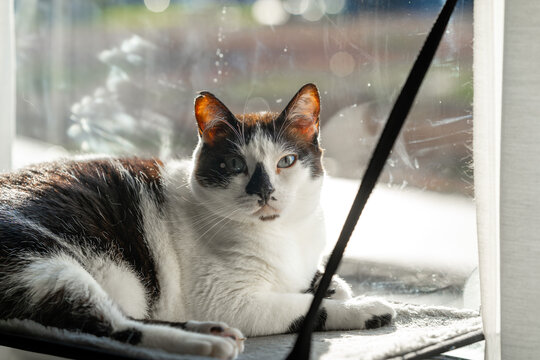 Fat black and white cat with blue eyes lying on a hammock by the window