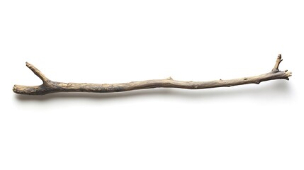 Dry branch forest remnant pictures