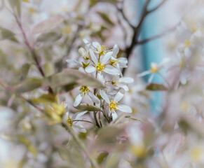 Blühende Kupfer-Felsenbirne (Amelanchier lamarckii)