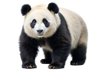 Panda standing full body image on transparent background