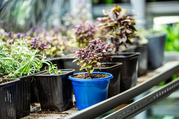 Pots with Pixie Wood purple basil on shelves in mini greenhouse or indoor garden. Plant agribusiness, selling herbs and homegrown greens. Springtime. 