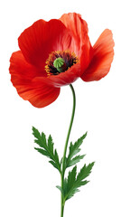 Naklejka premium Single red poppy flower, wildflowers isolated on a transparent background