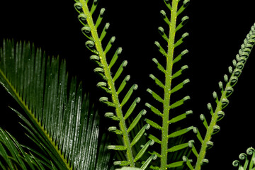 Young folded leaves of the Cycas revoluta cycad in the unfolding phase