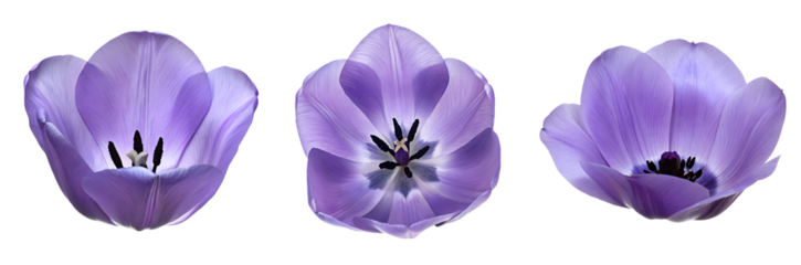 Set of purple tulip bud petal isolated on transparent background, cutout png.