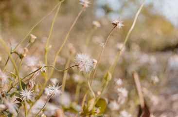 Small flower of grass and nature background