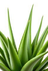 Obraz premium A lush aloe vera plant, isolated on a pure white background, plantation, image, cactus