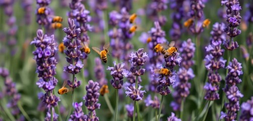 Obraz premium Busy bees flitting amongst vibrant purple lavender, delicate beeswax flowers adding textural detail, bees, wildlife photography, lavender field