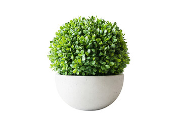 Small green plant in pot on transparent background