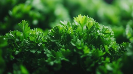 Fresh Curly Parsley Close-Up: Vibrant Green Leaves in a Lush Garden Setting