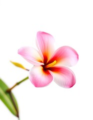 Fototapeta premium Single frangipani blossom, pure white background, graphic, flower, bloom
